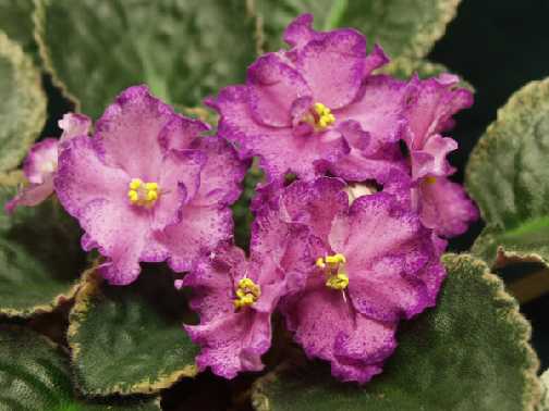 Buckeye Colossal